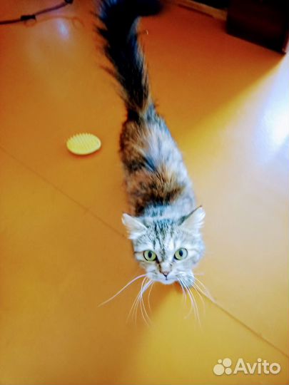 Дези- это кошка