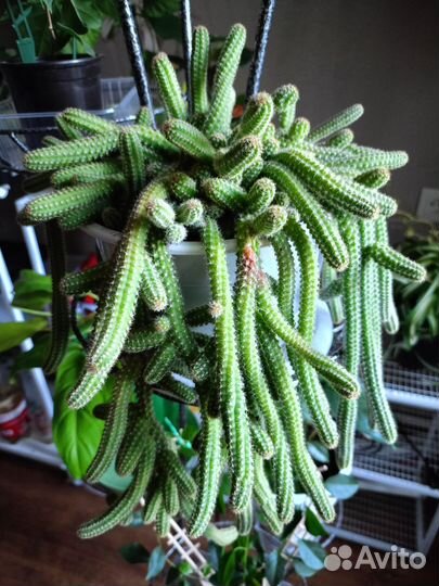 Ампельный кактус