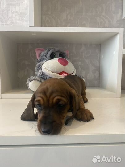 Такса таксы