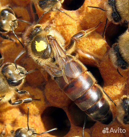 Пчелосемьи