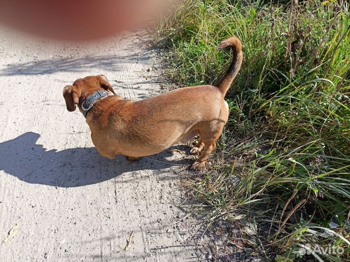 Отдам в добрые руки такса