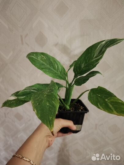 Спатифиллум Джемини