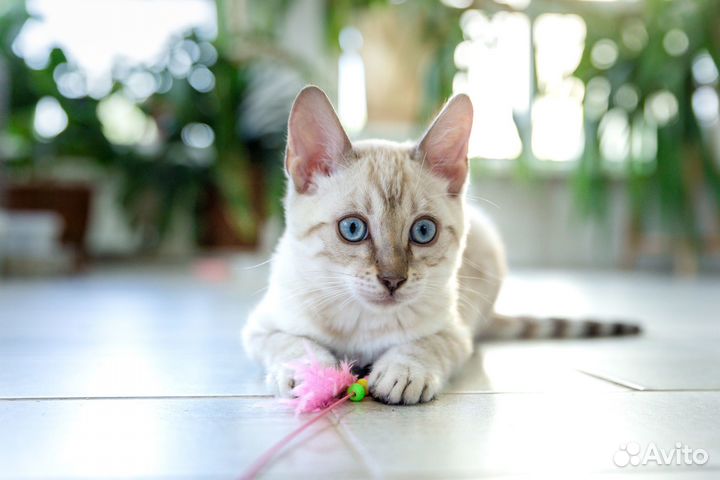 Чистокровные бенгальские котята,питомник,документы