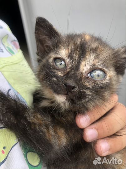 Котята в добрые руки 1 месяц