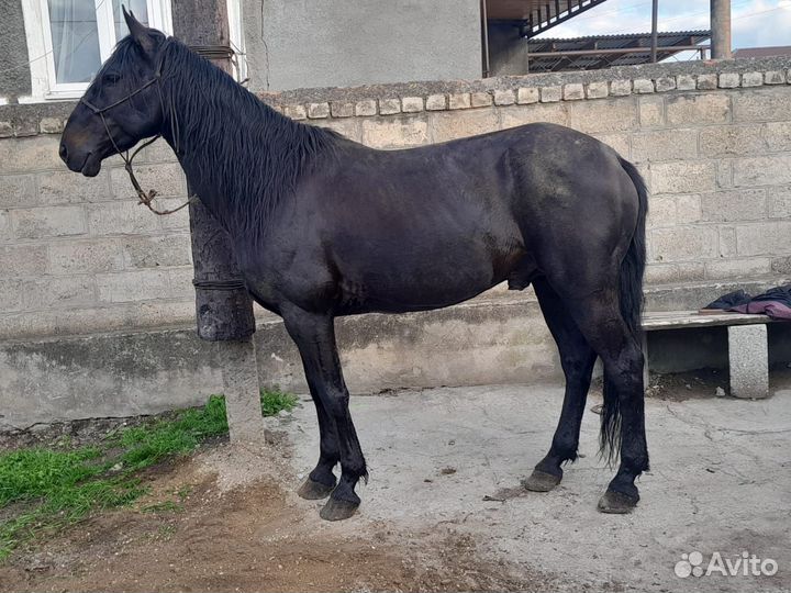 Карачаевский жеребец