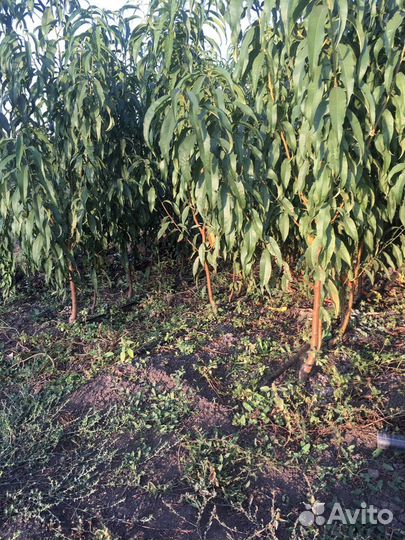 Саженцы плодовых