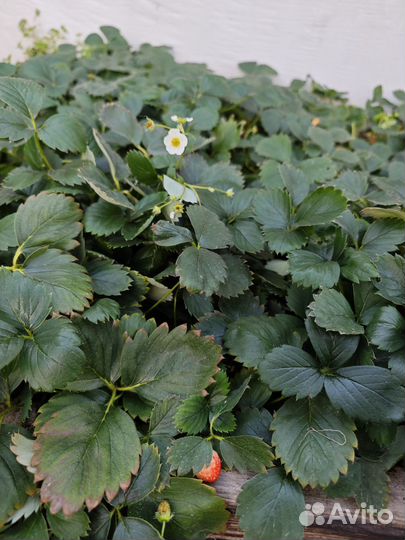 Рассада клубники