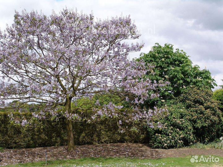 Саженцы павловния