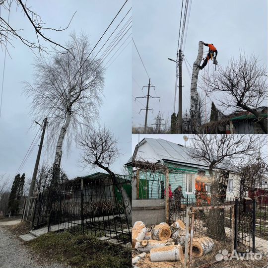 Спил деревьев. Удаление пней
