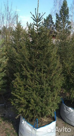 Саженцы сибирской ели экстра класс