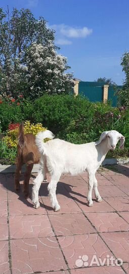 Козочки 50камори