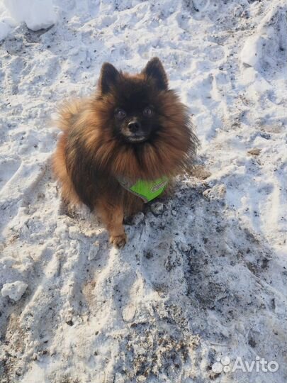 Сводим кобеля