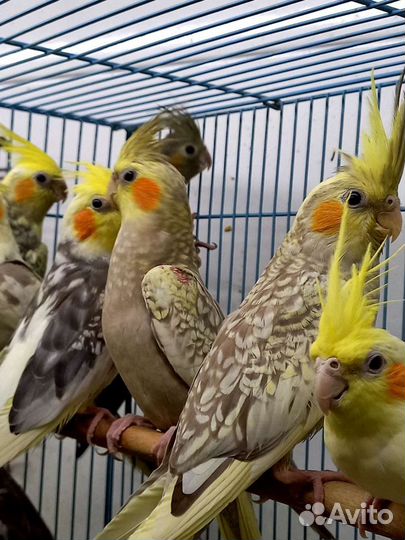 Попугай корелла птенец