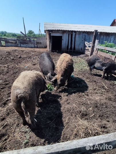 Венгерская мангалица