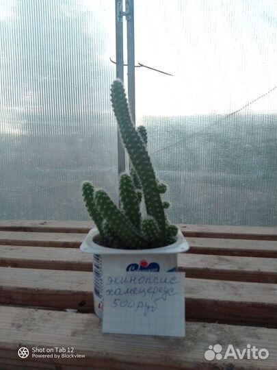 Комнатные растения