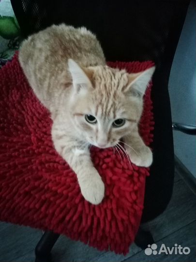 Рыжик Марсик