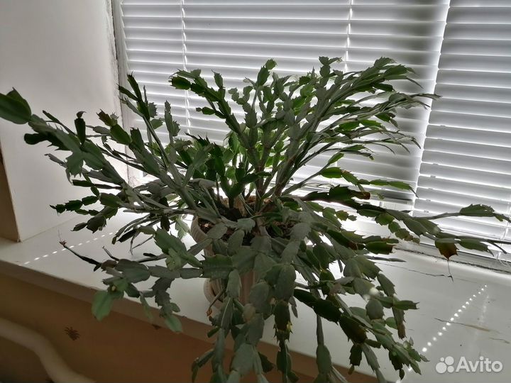 Цветок шлюмбергера Декабрист