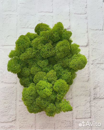 Стабилизированный мох