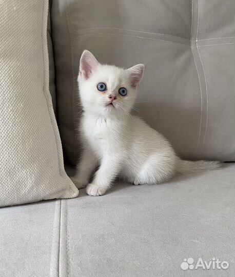 Шотландский котик - окрас ns 1133