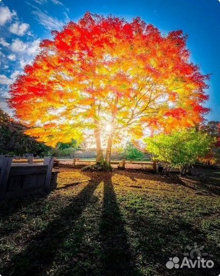 Парапсихолог. Экстрасенс. Ясновидящий. Художник
