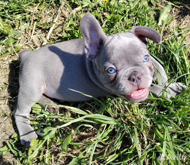 Великолепные шоколадные, голубые лиловые, Французы