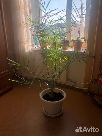 Финиковая пальма