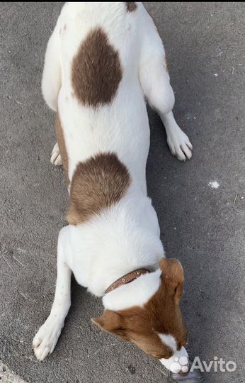 Красота из приюта