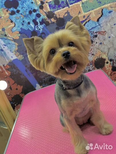 Стрижка собак