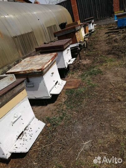 Пчелы пасека