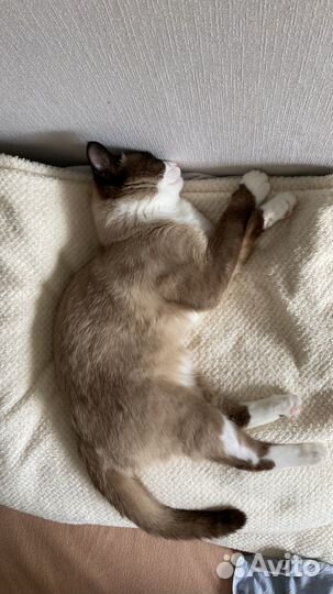 Котята сноу шу