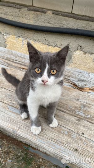 Кошка в дар бесплатно