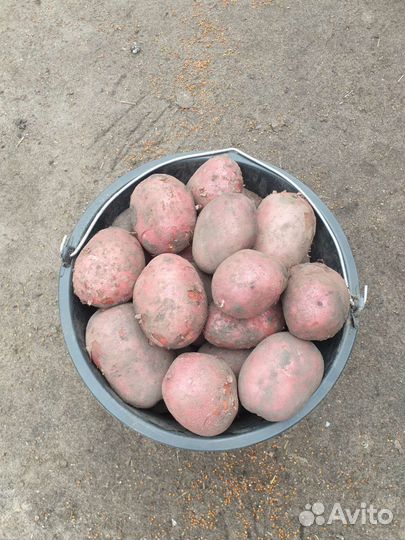 Продам картофель