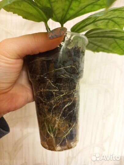 Клеродендрум томпсон и другие