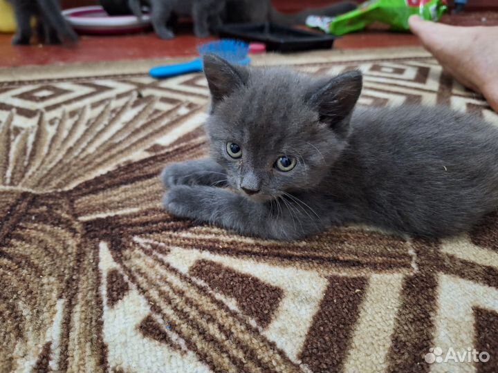 Котята в добрые руки бесплатно