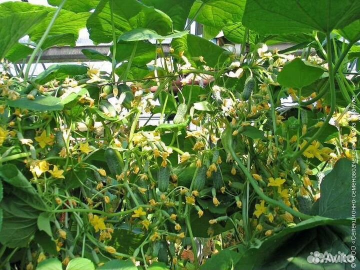 Семена самого удивительного гибрида