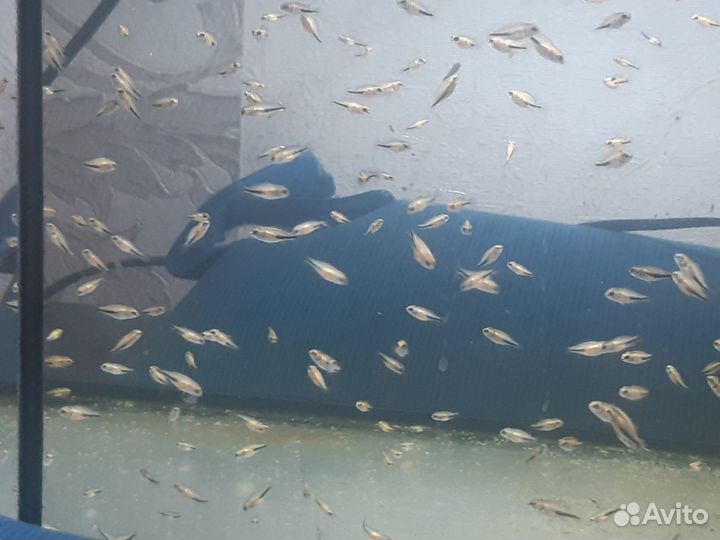 Хромис красавец