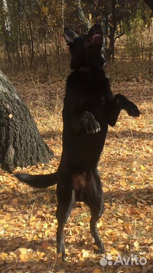 Вязка, Восточник