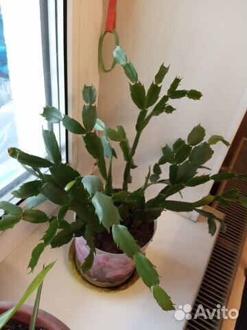 Комнатные домашние растения(отростки)