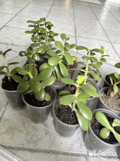 2 шт. Малыши денежного дерева