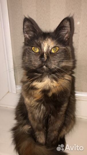 Красавица Машка умная хулиганка