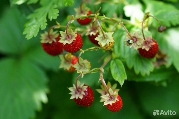 Земляника Лесная доставка