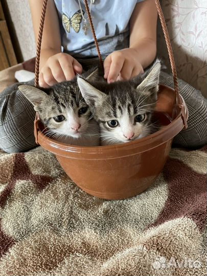 Котята в добрые руки