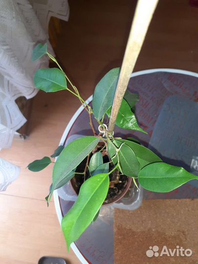 Фикус бенджамина, высота с горшком 45 см
