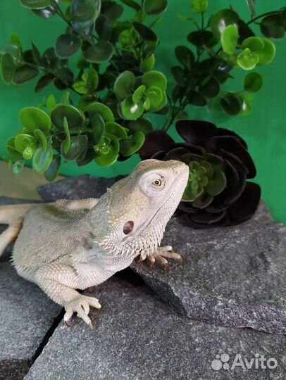 Бородатая агама Зеро
