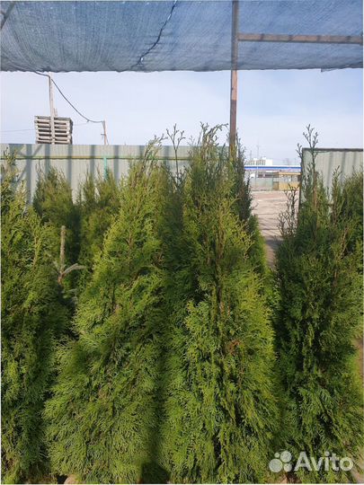 Кедр Туя западная Smaragd 120140 см Брабант