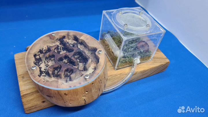 Harpegnathos saltator отводки и не только