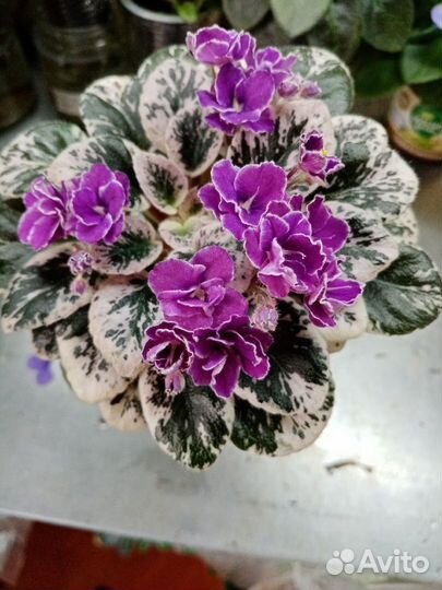 Продам фиалки