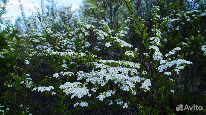 Спирея аргута