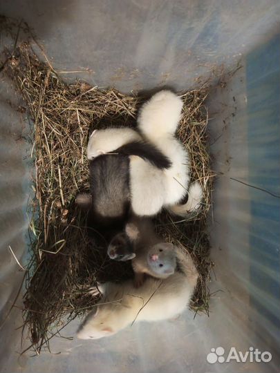 Норка,хорек,соболь,ласка