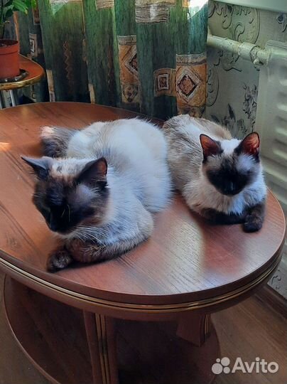 Котоняня на вашей территории